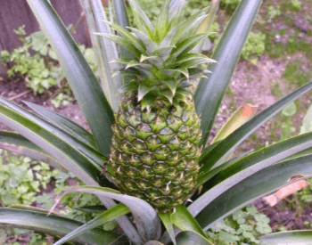 A picture of a pineapple and a pineapple plant