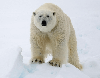 A photo of a polar bear (Ursus Maritimus).