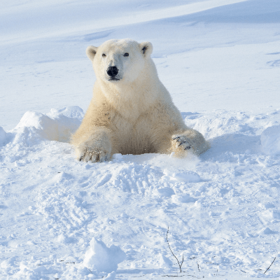 A Picture of a Polar Bear