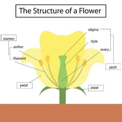 A Diagram of a Flower's Parts