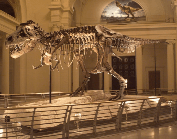 Sue's full body (Specimen FMNH PR 2081)
