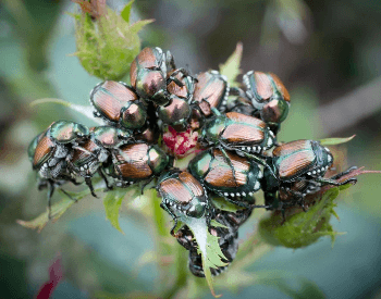 A picture of a swarm of Japanese beetles