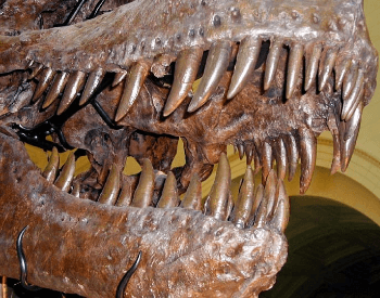 Teeth Of A Tyrannosaurus Rex