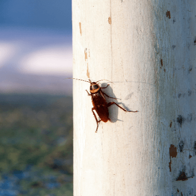 A Picture of an American cockroach
