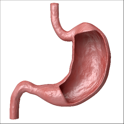 A Picture of the Human Stomach