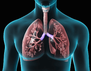 An illustration of the lungs in the human body