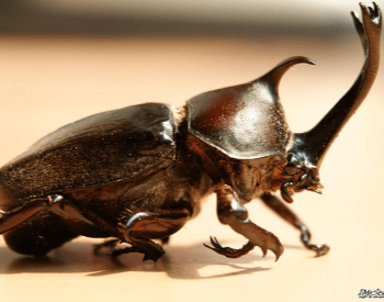 A picture of the japanese rhinoceros beetle