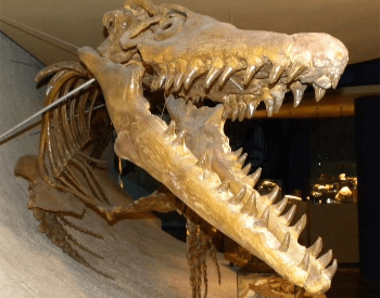 A picture of the skull of a Mosasaurus