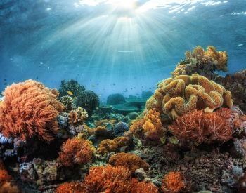 A picture of the sun shining on a wonderful coral reef