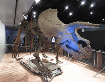 Triceratops Skeleton Exhibit At The Washington Dc National Museum Of Natural History