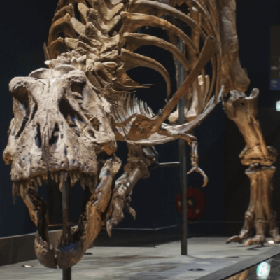 Trix (RGM 792.000) Tyrannosaurus Rex