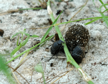 A picture of two dung beetles with a ball of dung