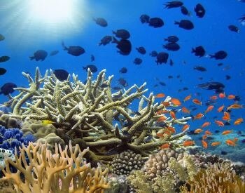 A picture of two schools of fish near a coral reef