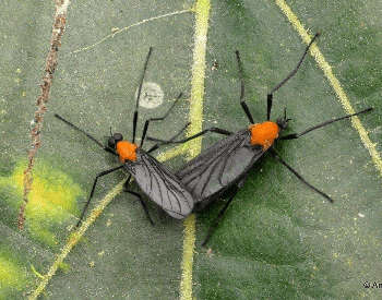 A picture of two love bugs mating on a leaf