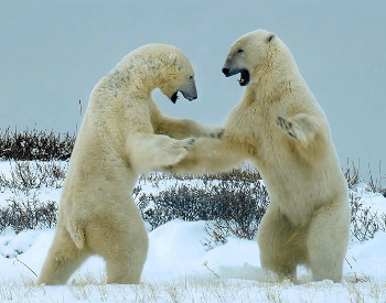 A photo of two polar bears fighting.