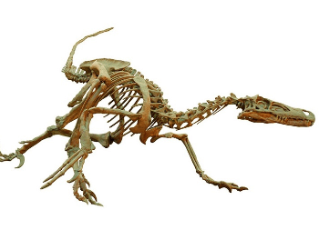 Velociraptor Skeleton