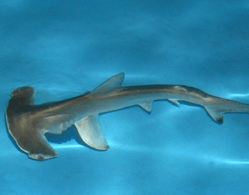 A photo of a winghead shark (eusphyra-blochii).