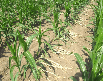 A picture of young corn stalks