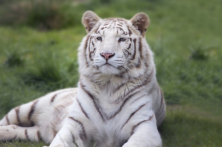 40 White Tiger Facts for Kids