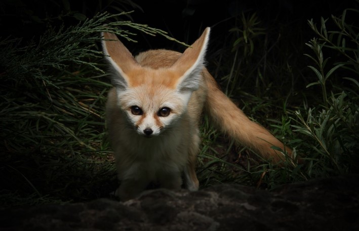 30 Fennec Fox Facts for Kids