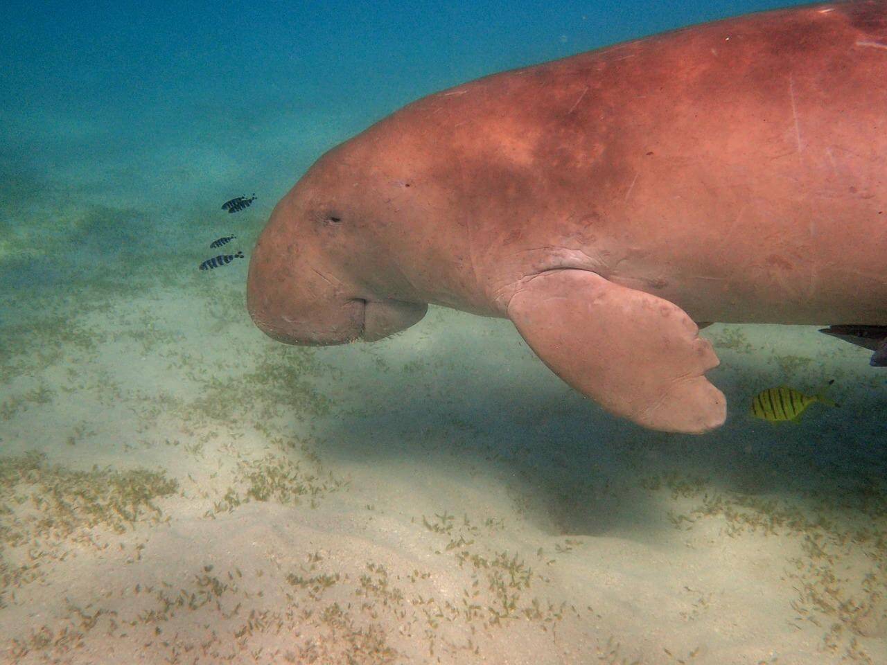 50 Dugong Fun Facts