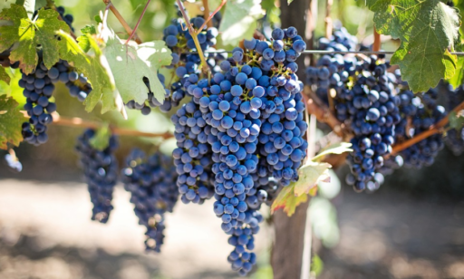 25 Facts About Grapes