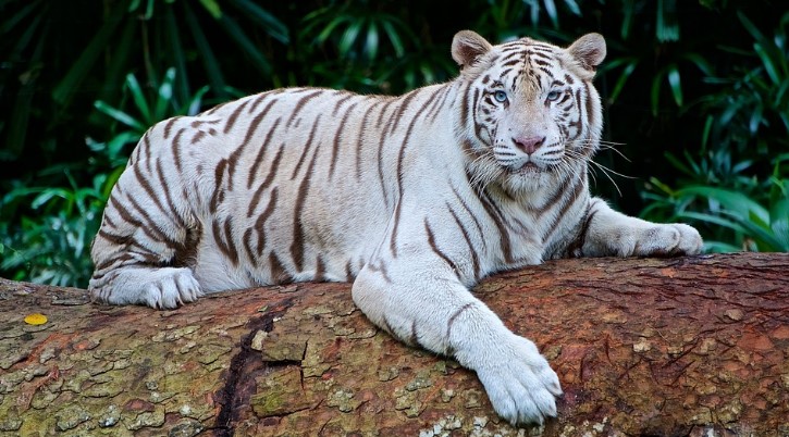 40 White Tiger Facts for Kids