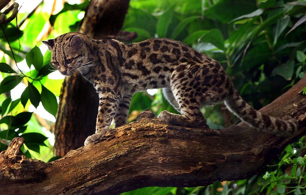 50 Margay Facts