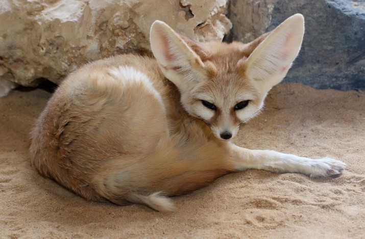 30 Fennec Fox Facts for Kids