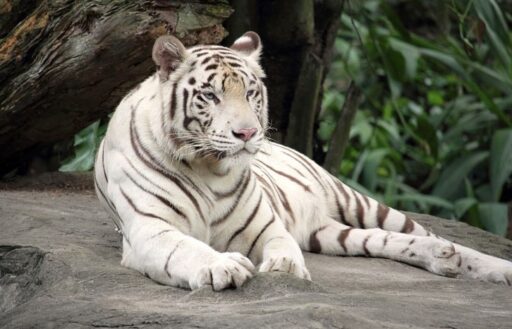 40 White Tiger Facts for Kids