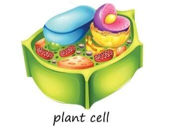 A 3D illustration of a plant cell and its parts