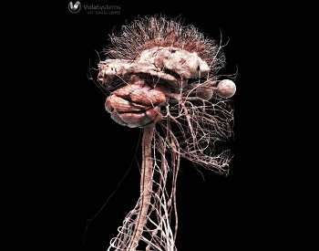 A 3D model of the upper part of the human nervous system