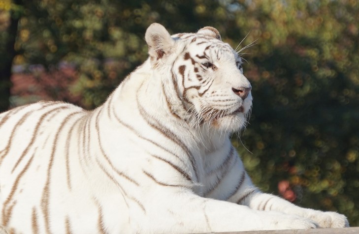 40 White Tiger Facts for Kids