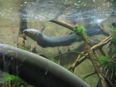 Electric Eel Facts for kids