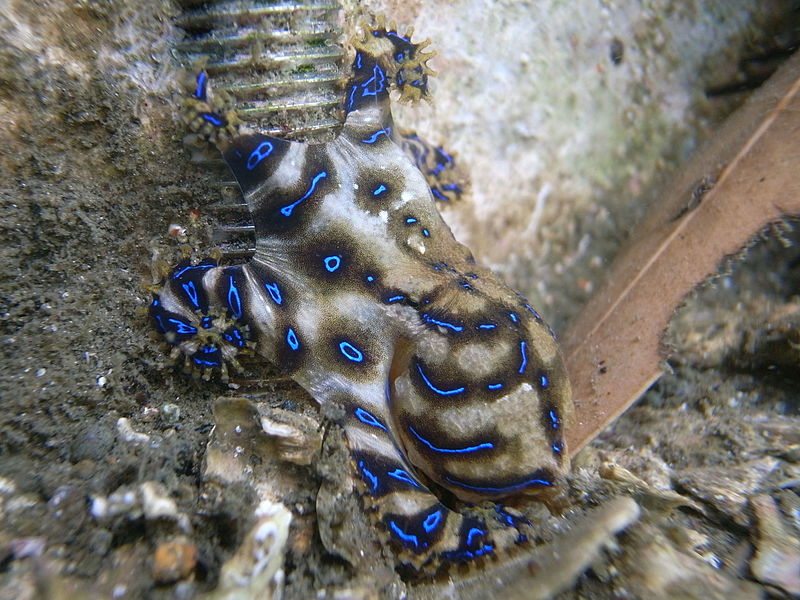 Blue Ringed Octopus Facts for Kids