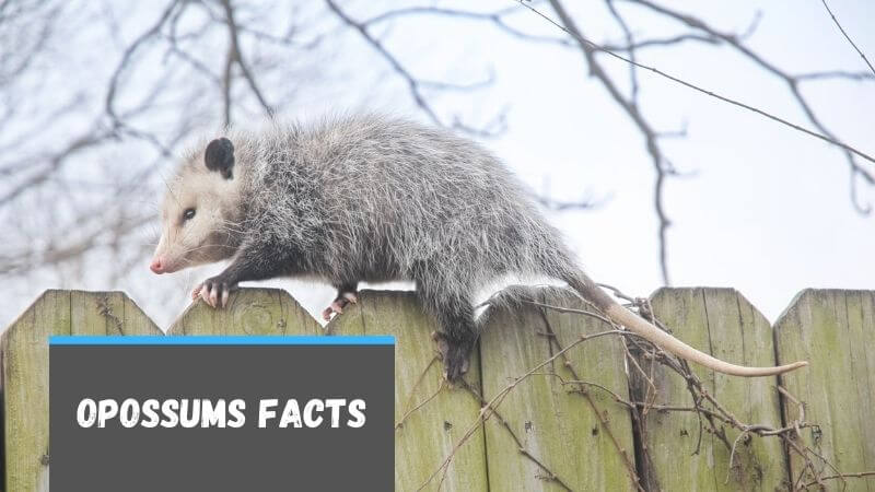 Fun Facts About Opossums