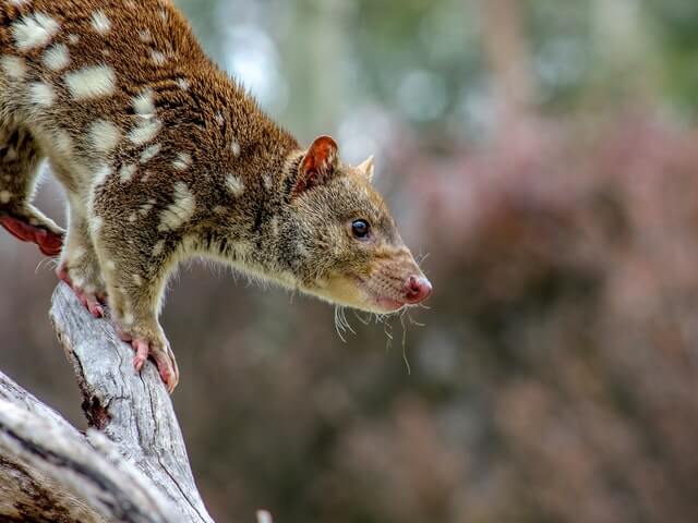 Fun Facts About Opossums