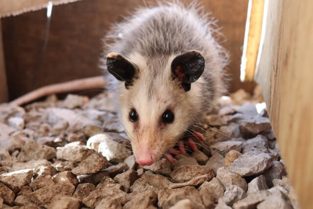 Fun Facts About Opossums