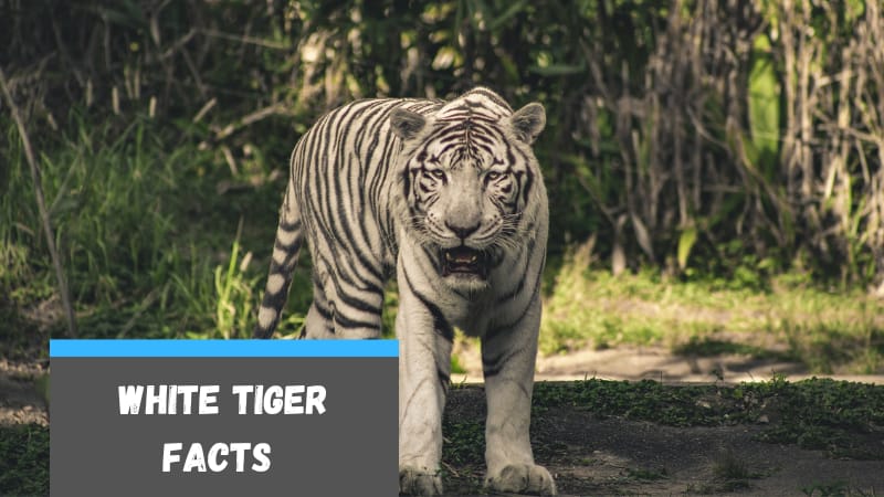 40 White Tiger Facts for Kids