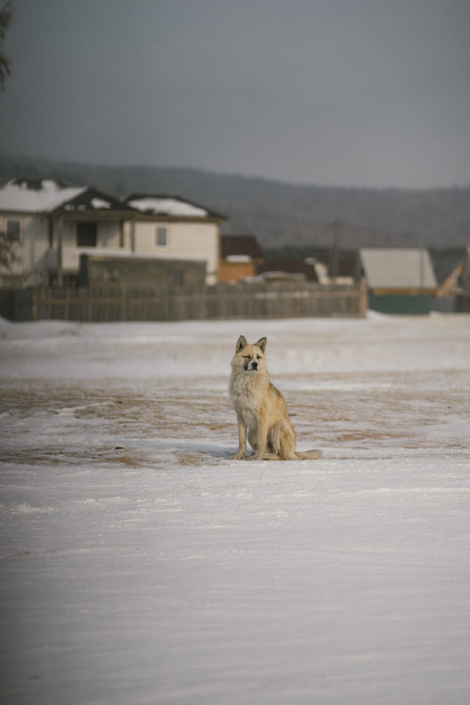 35 Arctic Wolf Facts for Kids