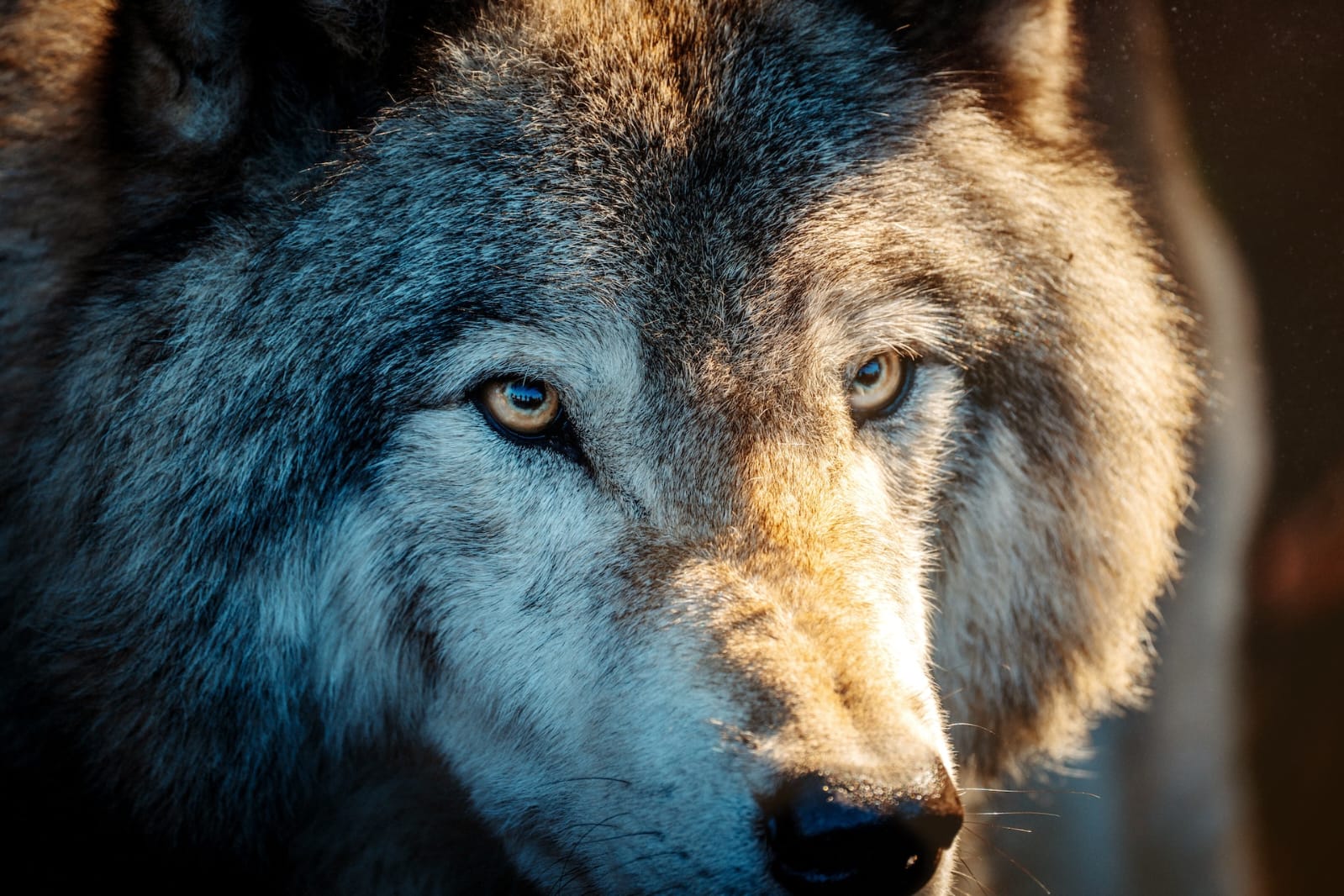 35 Arctic Wolf Facts for Kids