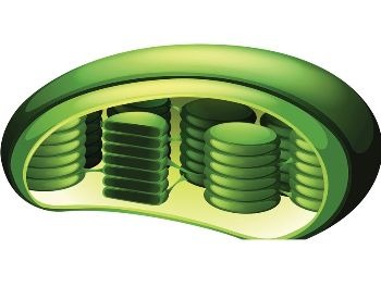A 3D illustration of a chloroplast