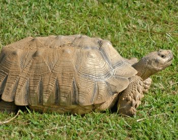 A picture of the African spurred tortoise (Centrochelys sulcata)