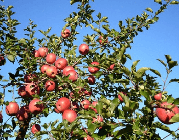 A picture of an apple tree