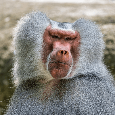 A Picture of a Baboon