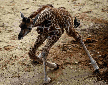 A photo of a baby giraffe trying to walk