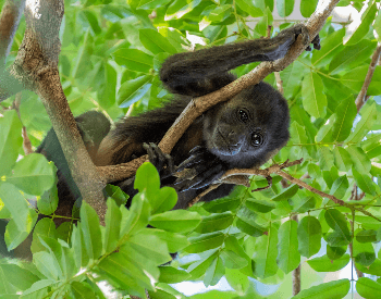A picture of a baby howler monkey in a tree
