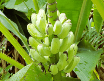 A picture of an unknown species of banana plant