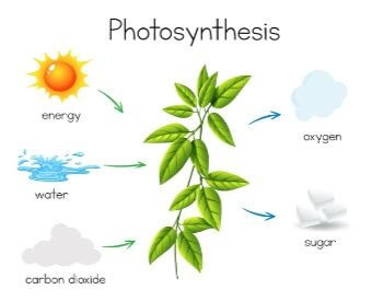 A diagram of photosynthesis for kids