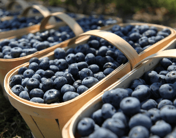 A picture of a basket that is full of blueberries